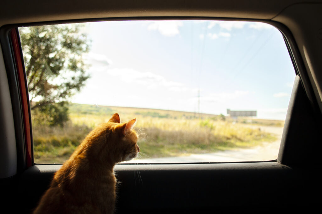 trasporto di animali in auto